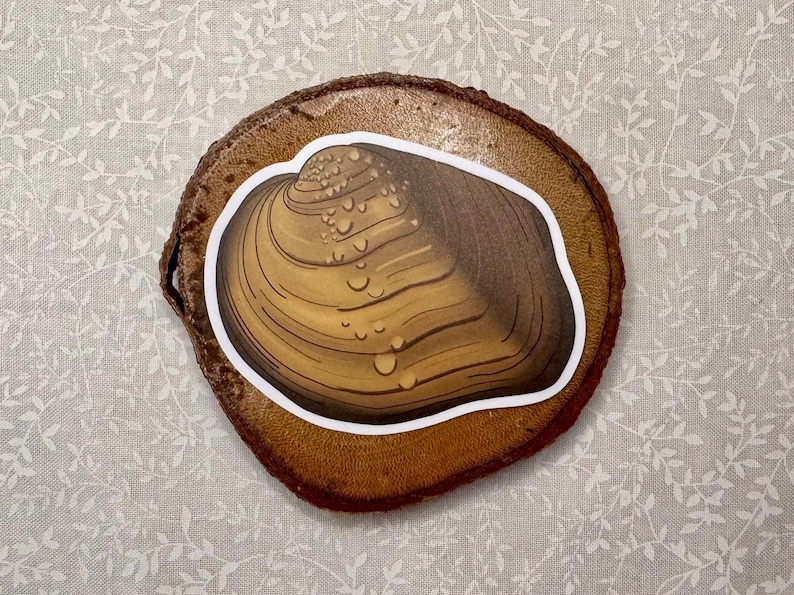 Freshwater Mussel Sticker Set | 6 Species Collection | Biology Gift for ...