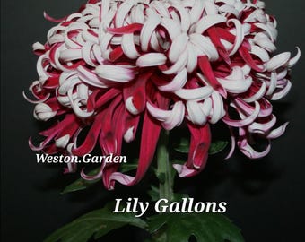 3 RARE Chrysanthemums- Custom Request Set of 3 Large LIVE Plants