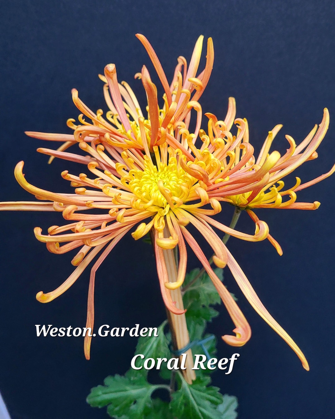 Melon Japonais 'Kiku Chrysanthemum' (Variété Rare) Graines