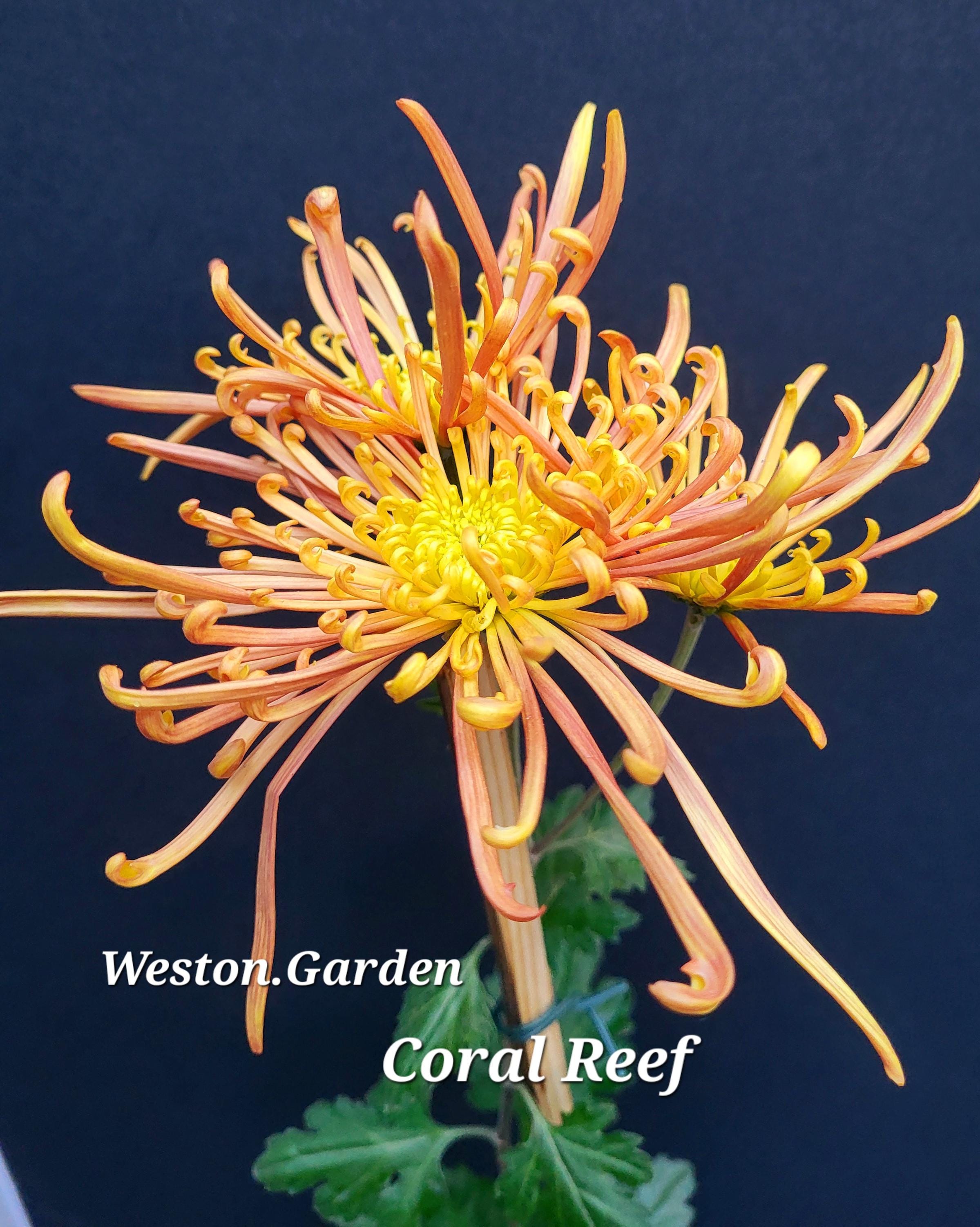 3 Rare Chrysanthemums- Custom Request Set of 3 Large LIVE Plants