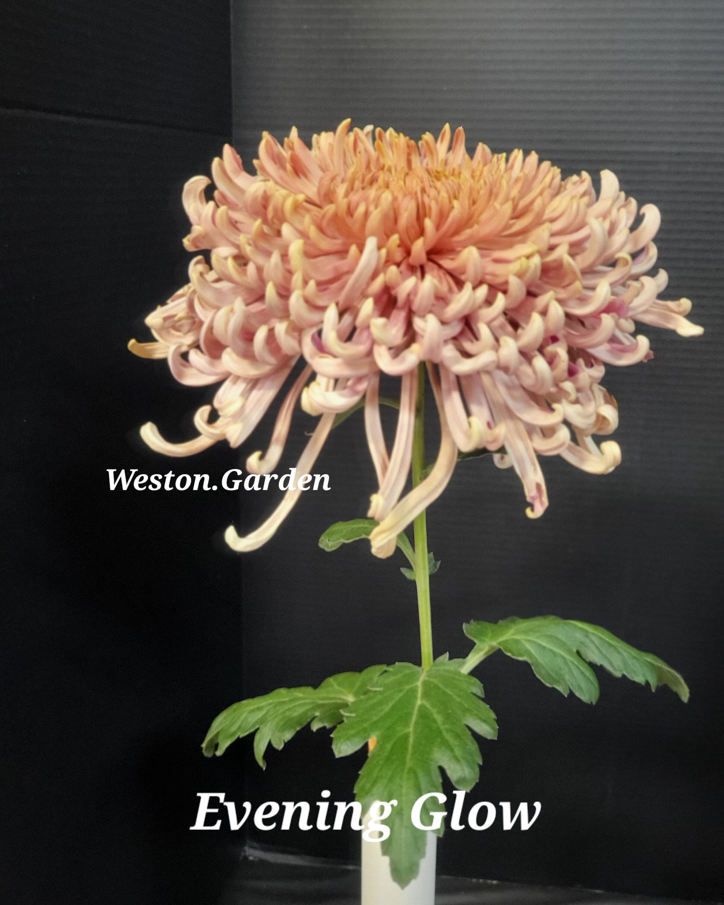 Kiku Chrysanthemum Honey Melon - 10+ seeds - SWEET and NICE! Cm