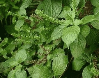 Hoja aromática (Efinrin, Nchanwu, Daidoya)