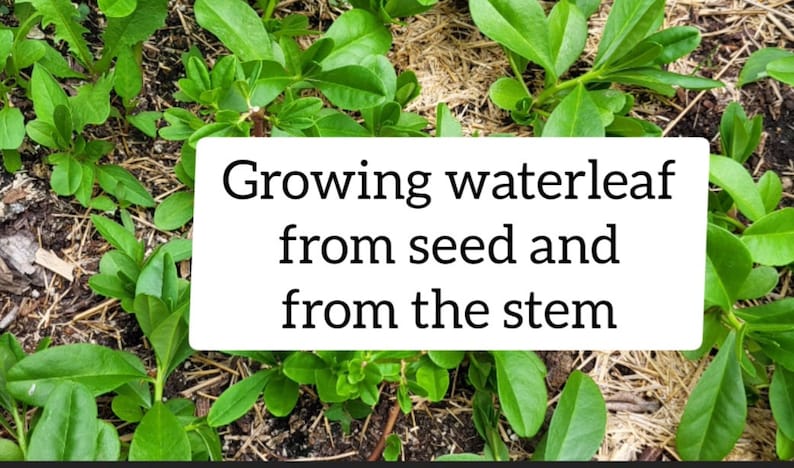 Gbure Waterleaf (efo Gbure) - Etsy Canada
