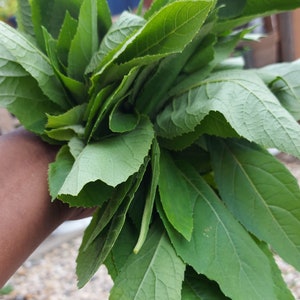 Bitter Leaf seeds
