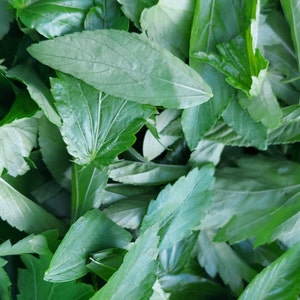 Ewedu (Jute leaves)