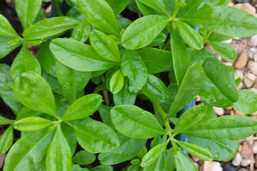 Gbure Waterleaf (efo Gbure) - Etsy Canada