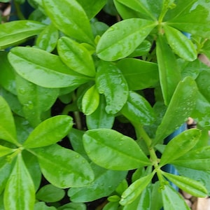 Waterleaf (Efo Gbure)