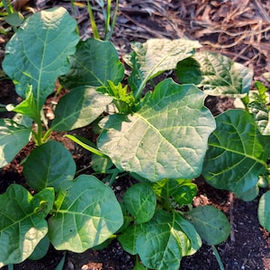 Efo Igbo (Eggplant leaves)