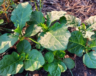 Efo Igbo (Feuilles d'aubergine)