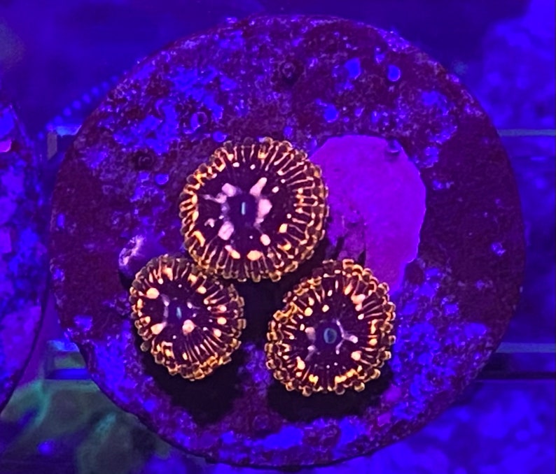 Zoa Coral Frag Live Beginner Soft Coral 13 Polyps Assorted Palys, Zoas, Assorted Colors Etsy