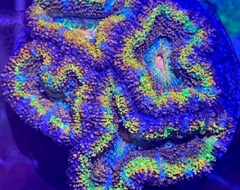 Acan Lord Coral - Rainbow, Neon Green, & More- LPS Coral - Live Aquarium Decor for Saltwater Aquariums - Assorted Colors and Species