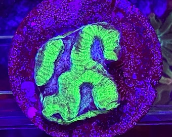 Platygrya Brain Worm Coral - Encrusting LPS Coral - Assorted Colors - Live Aquarium Decor for Saltwater Aquariums - Intermediate Level Coral