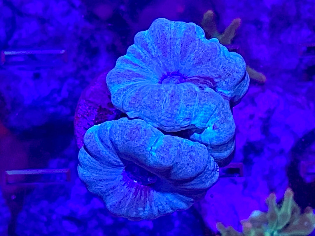 Candy Cane Coral Frag Live Beginner Large Polyp Stony LPS Coral 1 3 candy-cane-coral-frag-live-beginner-large-polyp-stony-lps-coral-1-3