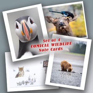 Quattro biglietti di auguri comici sulla fauna selvatica - Ottimo set regalo di quattro biglietti vuoti - Perfetto per gli amanti della natura