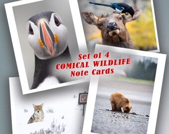 Quatre cartes de correspondance comiques sur la faune - Grand coffret cadeau de quatre cartes vierges - Parfait pour les amoureux de la nature