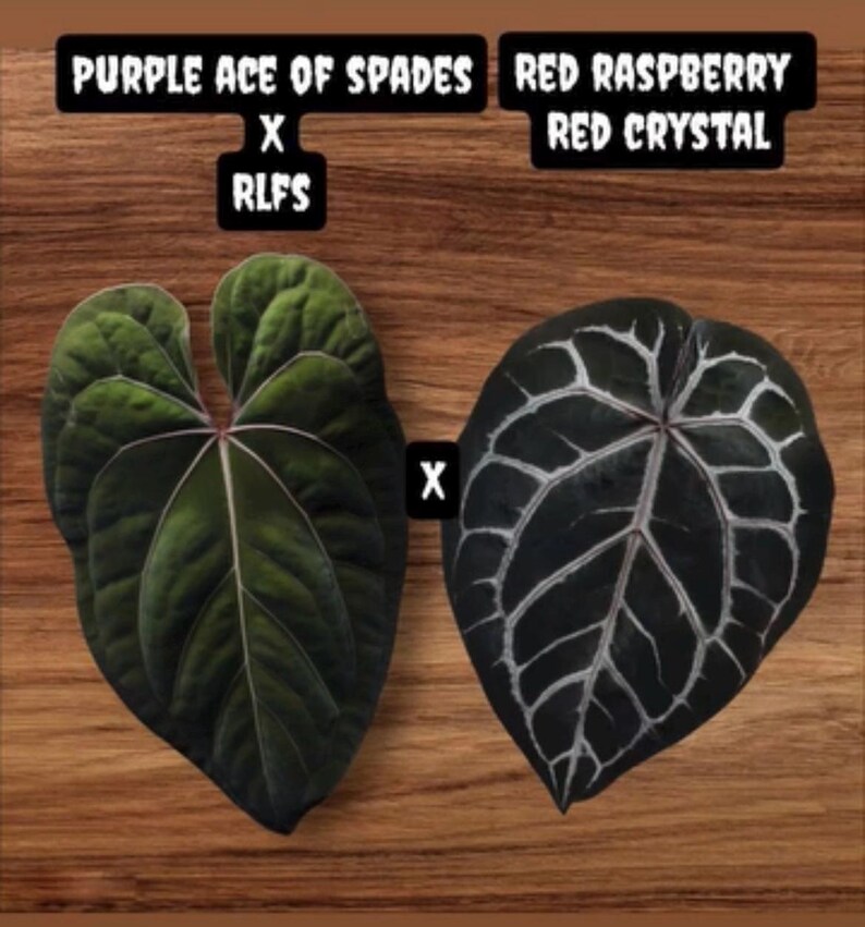 Anthurium (ace of Purple X RLFS) X Red Raspberry Red Crystal - Etsy