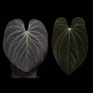 Anthurium (King of spades) X (BVEP X Dark Phoenix)