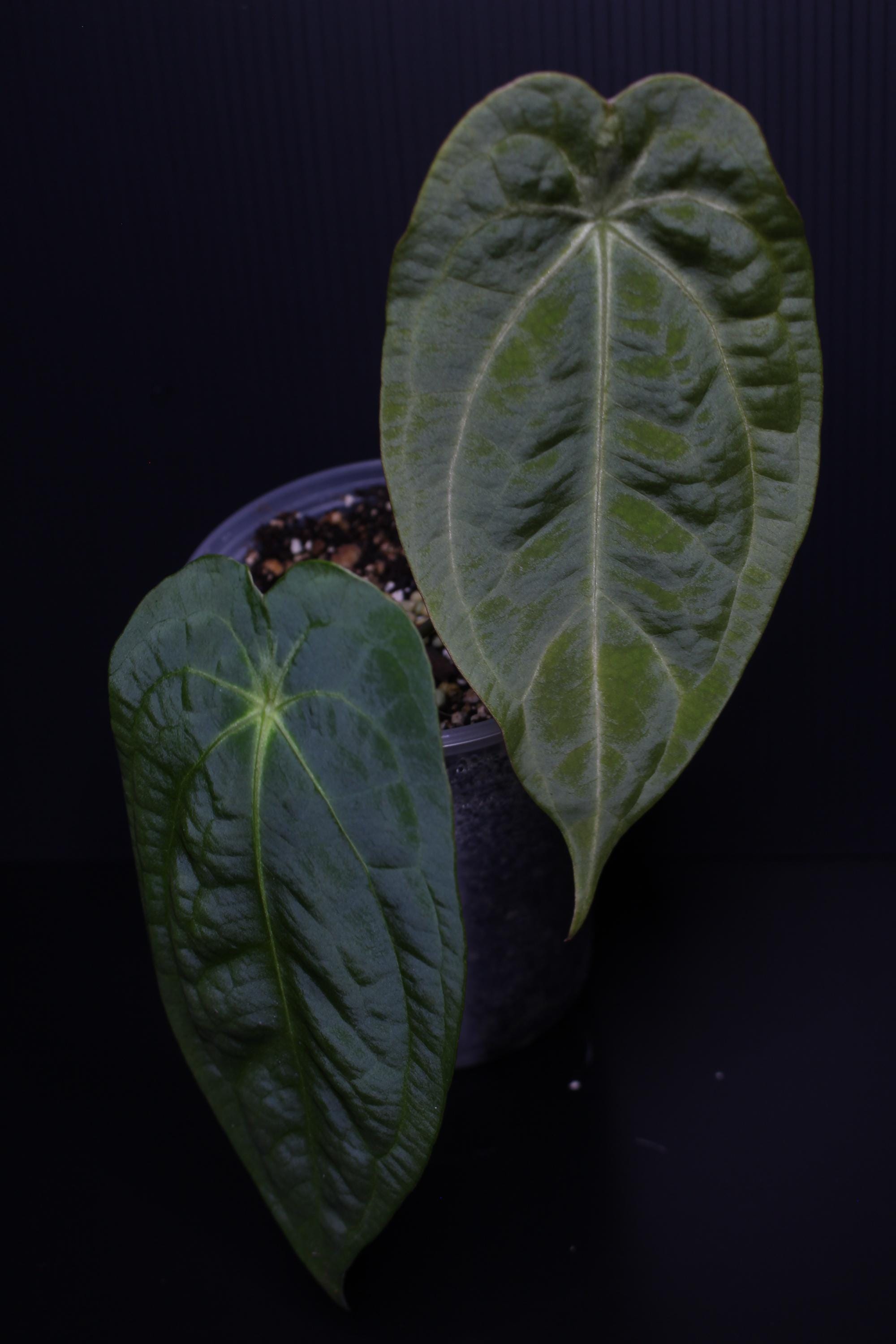 芙蓉 ZMF BOKEH Closed