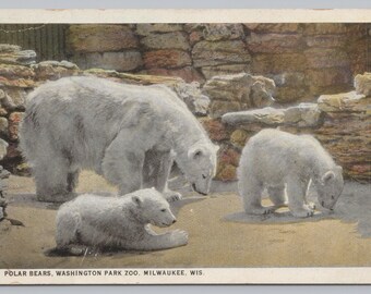 Antique Postcard, Polar Bear Family at the Washington Park Zoo, Milwaukee Wisconsin, White Border Postcard, Posted 1925