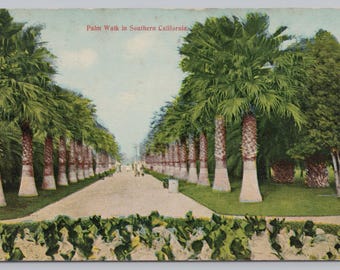 Antique Postcard, Palm Walk in Southern California, Palm Tree Lined Sidewalk, 1910s Postcard