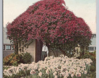 Antique Postcard, The Gardener's House in Eastlake Park, Los Angeles California, Posted 1909, Bouganvillea Vine and Amaryllis