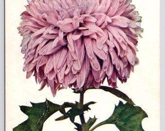 Antique Floral Postcard, Lavender Chrysanthemum, 1911