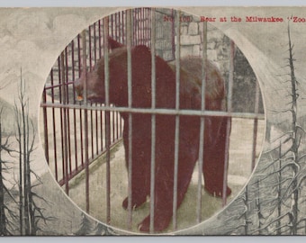 Antique Postcard, Caged Bear at the Milwaukee Zoo, Milwaukee Wisconsin, Posted 1912