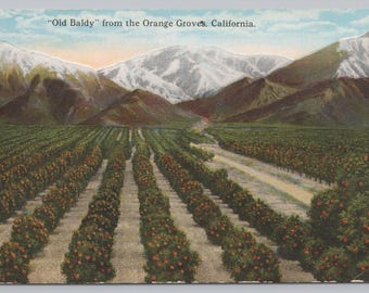 Antique Postcard, Old Baldy from the Orange Groves in California, 1910s Postcard