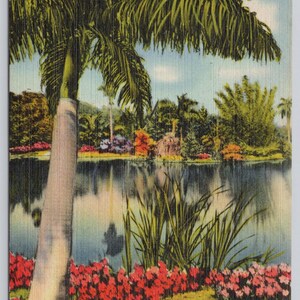 Antique Postcard, Lone Royal Palm Tree in Miami Florida, Posted 1946