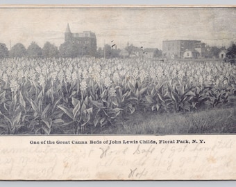 Antique Postcard, One of the Great Canna Beds of John Lewis Childs, Floral Park New York, Posted 1907 UDB