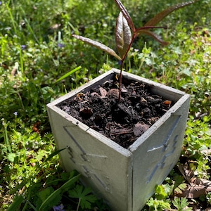 Live Willow Oak Sapling in Handmade Tribal Gypsum Vase, Quercus phellos Live Plant, Hardwood Tree for Woody Landscaping, Gifts of Nature