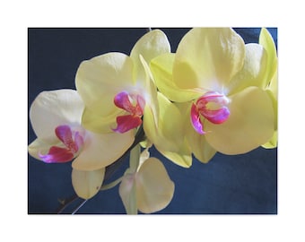 Yellow Phalaenopsis Orchid