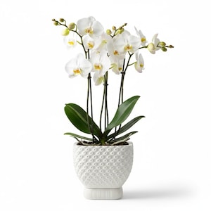 Puede incluir: Una planta de orquídea blanca en maceta con múltiples flores y hojas verdes. La planta está en una maceta de cerámica blanca texturizada con una base a juego. Las flores de orquídea tienen centros amarillos.