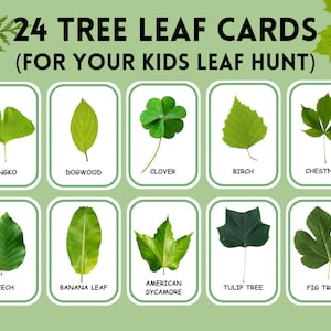 Leaves Flash Cards Leaf Identification Montessori Education Homeschool Resources Leaf Study Toddler Flash Cards Printable Classroom Decor