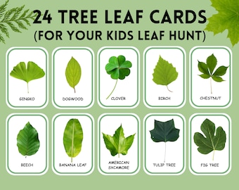 Leaves Flash Cards Printable Educational Learning Activity