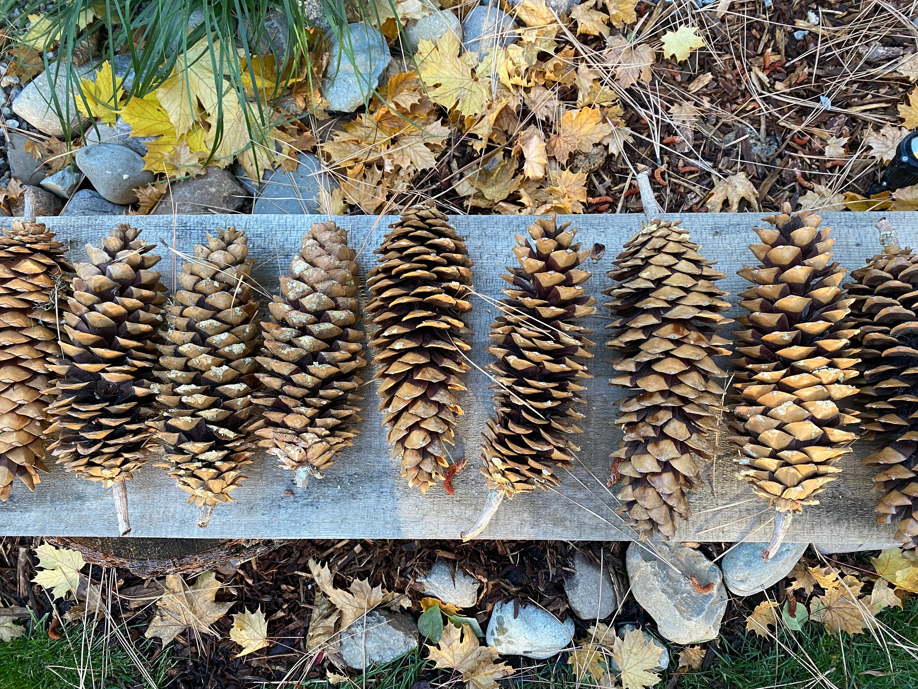 New Rustic Natural Frosted Pine cone Ornaments (set of 8) 2.5 inch average  size