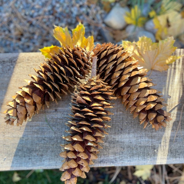 Large Sugar Pine Cones! Christmas Decorations!