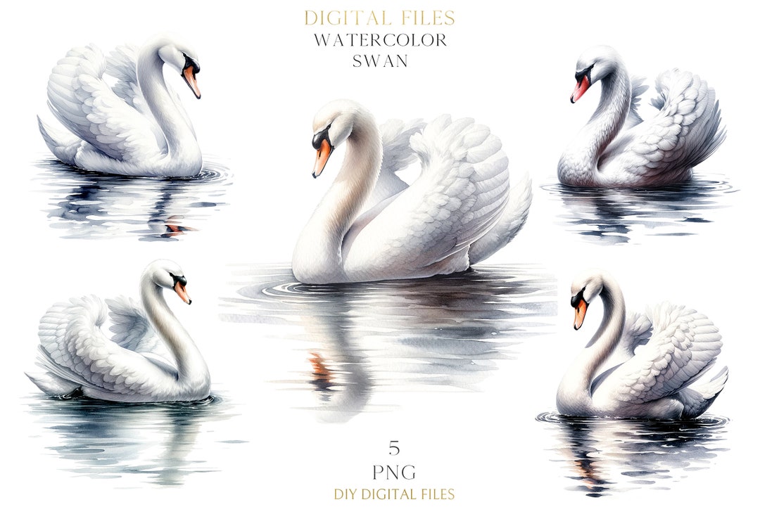Watercolor Swan Clipart PNG Christmas Deco for Cards - Etsy