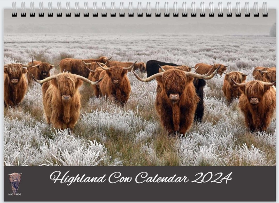 2024 Highland Cow Calendar Etsy