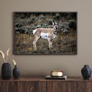Antelope Photography Print| Photography Print | Home Decor | Wall Art