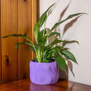 May include: A vibrant green plant with long leaves and a white flower, potted in a wavy, purple planter. The planter sits on a wooden surface, with a wooden wall in the background. The plant's shadow is cast on a white wall.