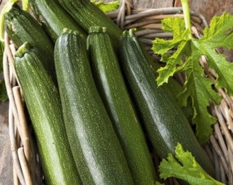 Zucchini, Zucchini Astra Polka Samen