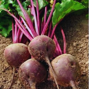 Nasiona buraka ćwikłowego &quot;Red Ball&quot; Beta Vulgaris