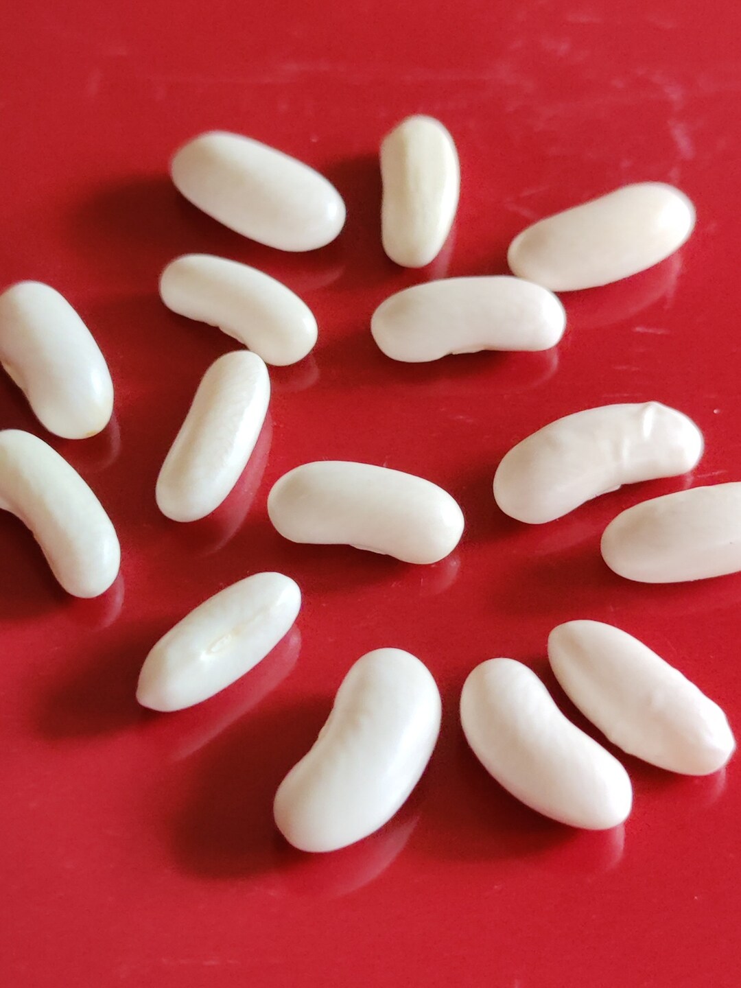 Blue Lake Bush Beans Easytogrow Diseaseresistant Etsy