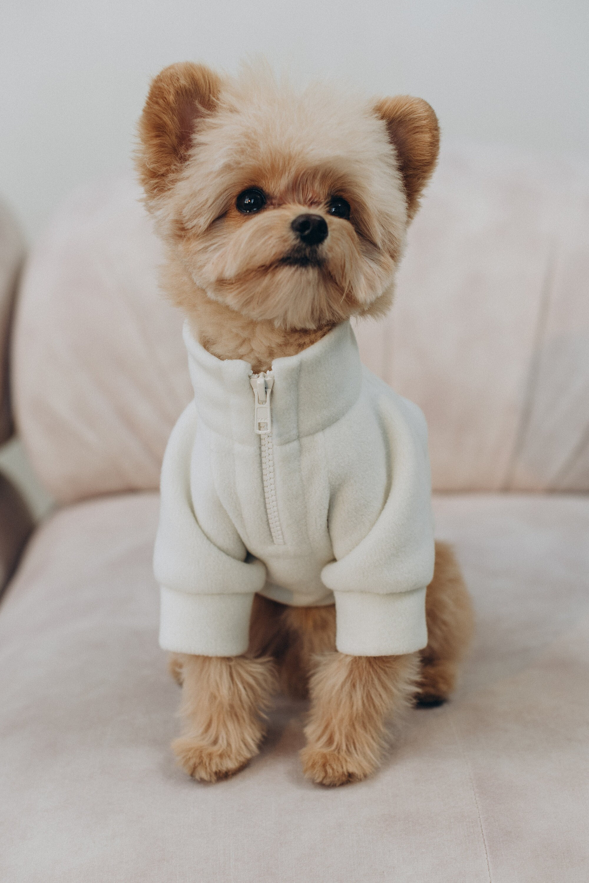 Premium dog clothes hotsell