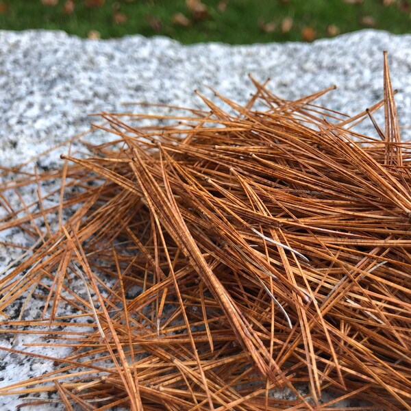 Dried White Pine Needles, Orange Pine Needles, Fall Colored Pine Needles, Fall Themed Fairy Houses,