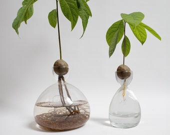 Avocado cultivation, glass vase, avocado seed germination, unique gift for plant lovers