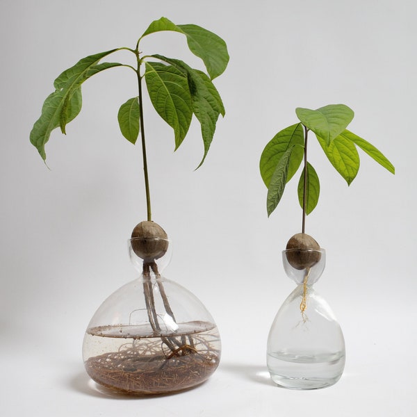 Avocado Anzucht, Glas Vase, Avocado Kern Keimen, Einzigartiges Geschenk für Pflanzenliebhaber