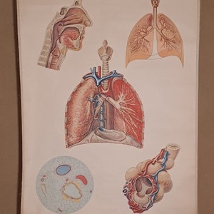 Planche anatomique Appareil Respiratoire. Ludiques et pédagogiques
