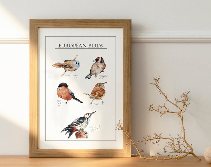 Poster von europäischen Vögeln | Hinterhofvögel | Bildungsplakat